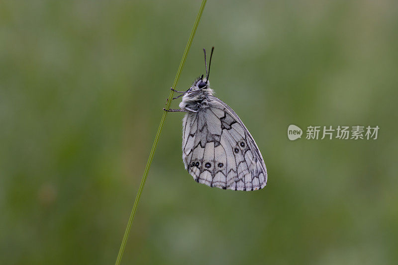 大理石纹白蝶(Melnargia galathea)